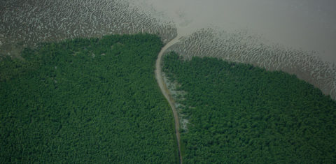 Foz do Amazonas, no Amapá: biomas variados, como mangues e florestas tropicais, e o Recife de Corais da Foz do Amazonas, recém-descoberto e já ameaçado pela exploração de petróleo. Foto Victor Moriyama/Greenpeace