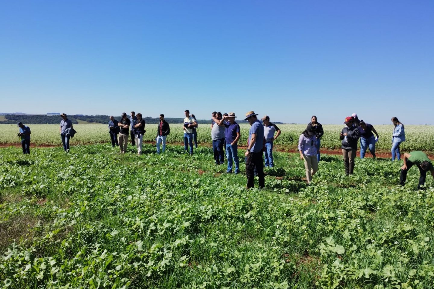 Produtores rurais em Chiapetta visitam lavoura com plantas de cobertura: agricultura regenerativa reduz custos e impactos ambientais (Foto: Dionathan Rigo)