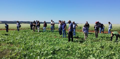 Produtores rurais em Chiapetta visitam lavoura com plantas de cobertura: agricultura regenerativa reduz custos e impactos ambientais (Foto: Dionathan Rigo)