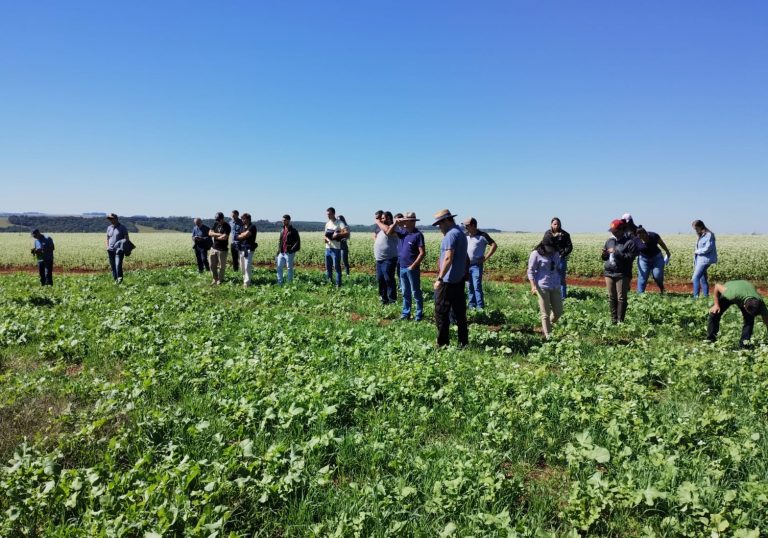 Produtores rurais em Chiapetta visitam lavoura com plantas de cobertura: agricultura regenerativa reduz custos e impactos ambientais (Foto: Dionathan Rigo)