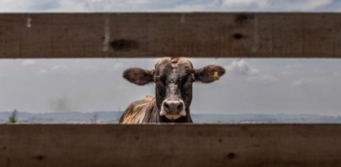 Vaca em fazenda em Cerquilho, interior de São Paulo. Nova legislação pode barrar acesso de carne bovina sul-americana a mercados europeus. Imagem: Dan Agostini / Diálogo Chino