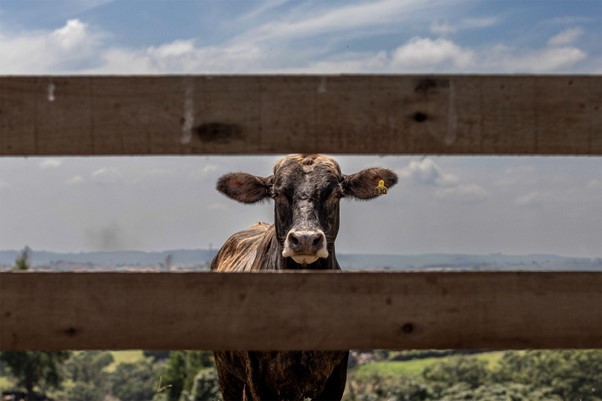 Vaca em fazenda em Cerquilho, interior de São Paulo. Nova legislação pode barrar acesso de carne bovina sul-americana a mercados europeus. Imagem: Dan Agostini / Diálogo Chino