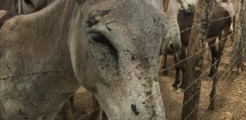 Muitos dos locais de confinamento dos jumentos não respeitam as condições sanitárias, o que favorece a proliferação de zoonoses como o Morno, que tem 95% de letalidade (Foto: Patrícia Tatemoto)