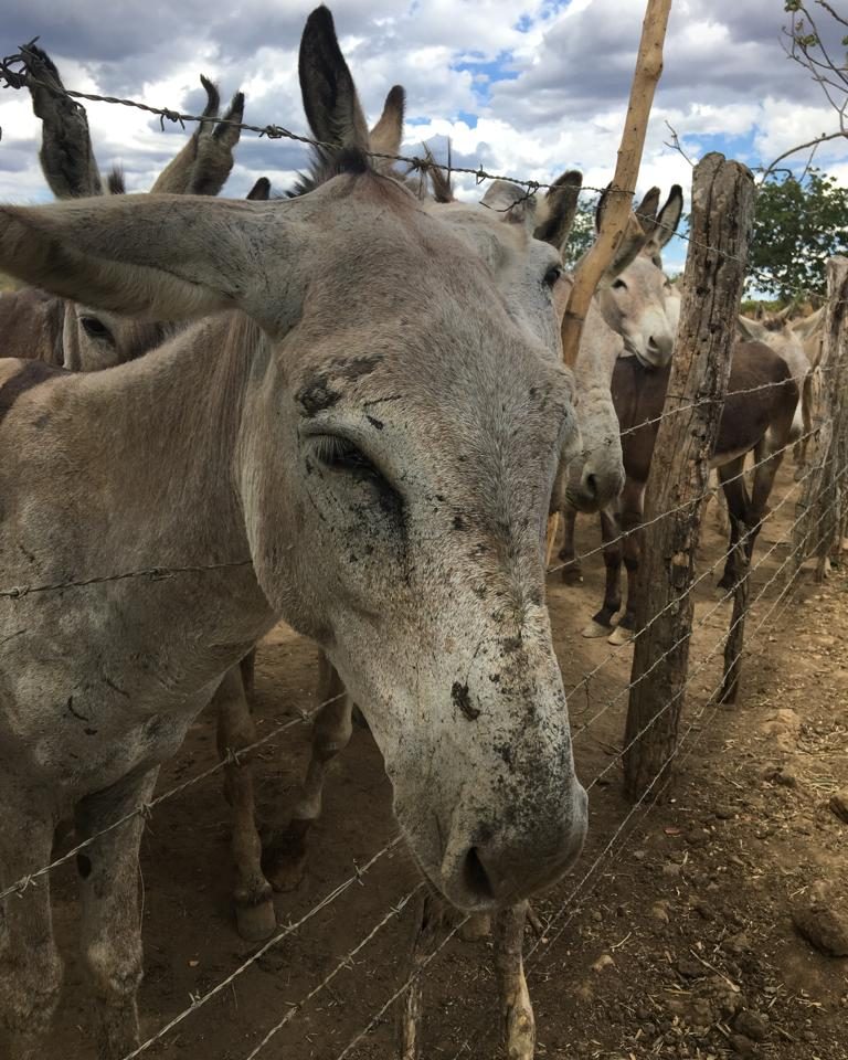 Muitos dos locais de confinamento dos jumentos não respeitam as condições sanitárias, o que favorece a proliferação de zoonoses como o Morno, que tem 95% de letalidade (Foto: Patrícia Tatemoto)