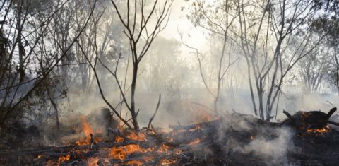 Fogo destrói vegetação no Cerrado: pesquisadores desenvolveram sistema capaz de prever incêndios no bioma quase em tempo real (Foto: Valter Campanato / Agência Brasil)