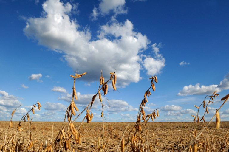 Plantação de soja em área de Cerrado, em Barreiras, Bahia: agropecuária já tomou metade da vegetação nativa do bioma (Foto: Adriano Gambarini / WWF)