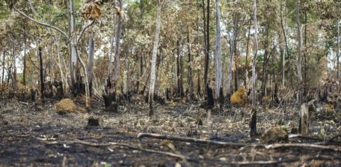 Queimadas em área de cerrado do município de Alto Paraíso, Goiás: processos de autorização de desmatamento conduzidos por estados e municípios no segundo maior bioma do país, estão fora de controle (Foto: Marcelo Camargo/Agência Brasil)