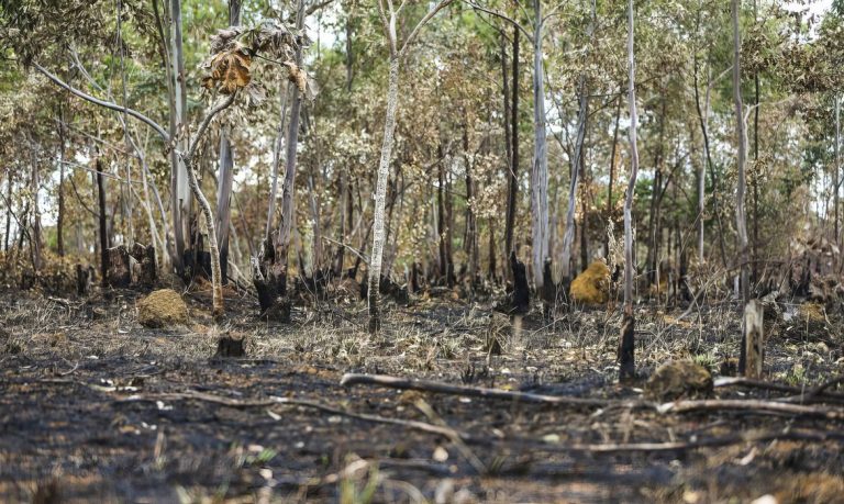 Queimadas em área de cerrado do município de Alto Paraíso, Goiás: processos de autorização de desmatamento conduzidos por estados e municípios no segundo maior bioma do país, estão fora de controle (Foto: Marcelo Camargo/Agência Brasil)