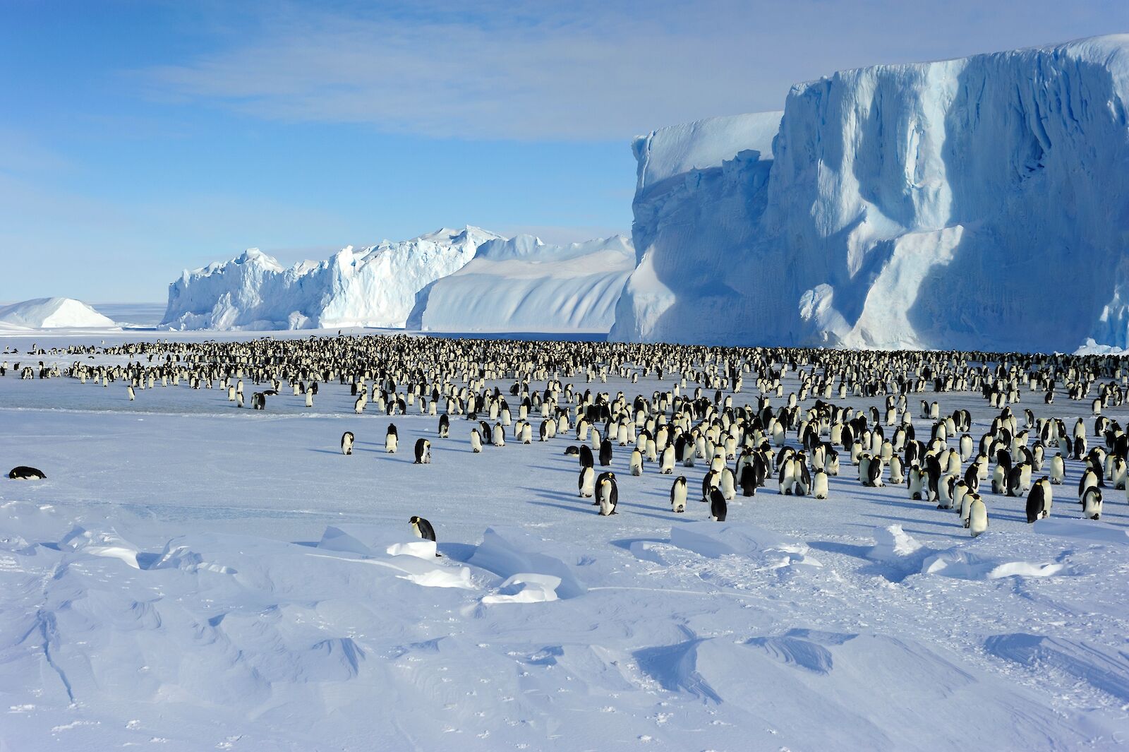 Colônia de pinguins imperadores na Antártica: espécie precisa do gelo marinho para se reproduzir e degelo acelerado e inesperado no verão causou milhares de mortes de filhotes (Foto: Patrick James / Australian Antarctic Division)