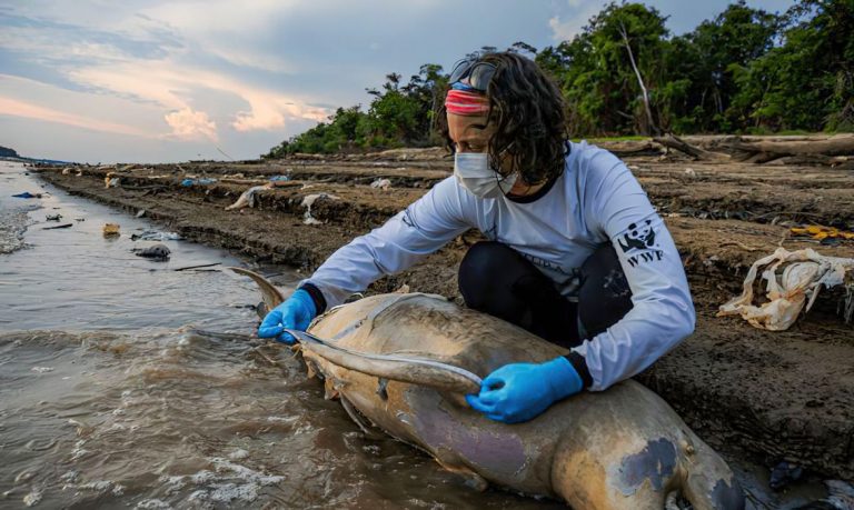 Pesquisadora faz medição e coleta de tecidos de boto morto em lago no município de Tefé, no Amazonas: mais de 100 golfinhos mortos com a seca prolongada e a temperatura elevada (Foto: Miguel Monteiro/Instituto Mamirauá)