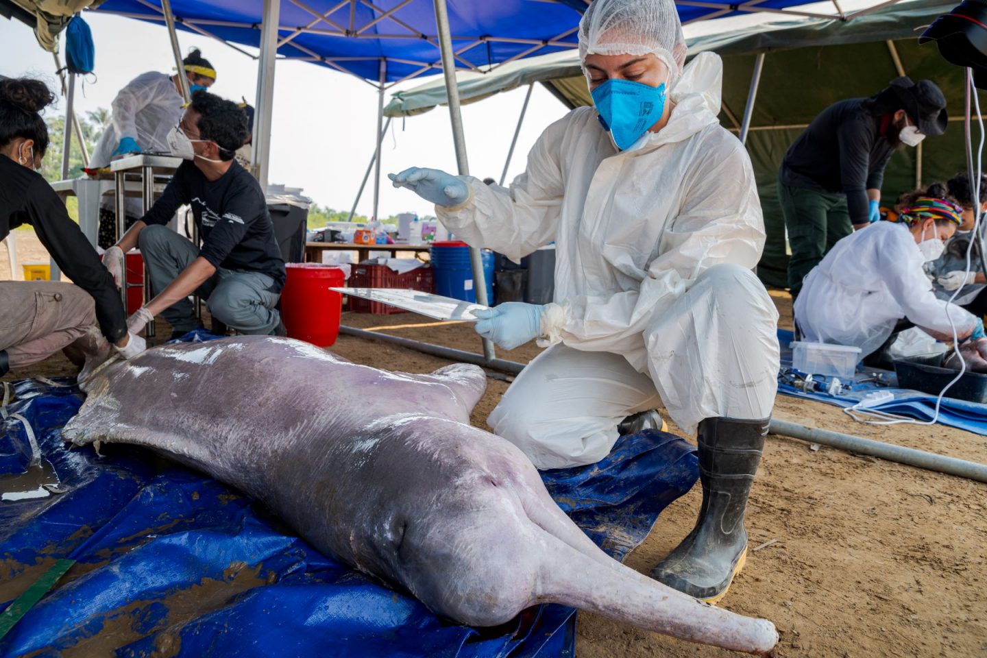 Pesquisadores examinam boto retirado morto do Lago Tefé, no Amazonas: tudo indica que a causa das mortes tenha sido realmente a alta temperatura da água (Foto: Miguel Monteiro / Mamirauá)