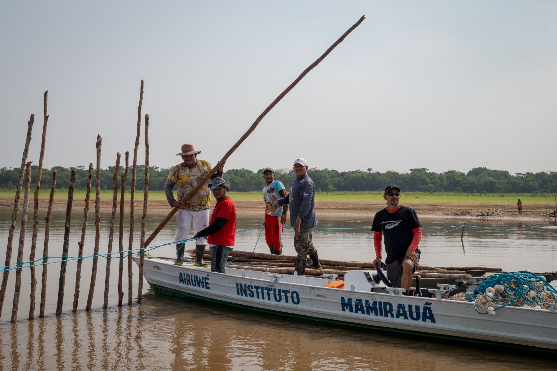 Voluntários instalam pari - barreira física feita de estacas de madeira e baseada no conhecimento tradicional ribeirinho - para isolar área do lago com água mais quente e proteger botos (Foto: Miguel Monteiro / Mamiaurá)