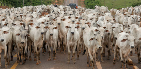 Boiada em estrada em Mato Grosso: Cadeia da carne bovina responde por quase 60% das emissões brasileiras (Foto: Zig Koch / WWF Brasil)