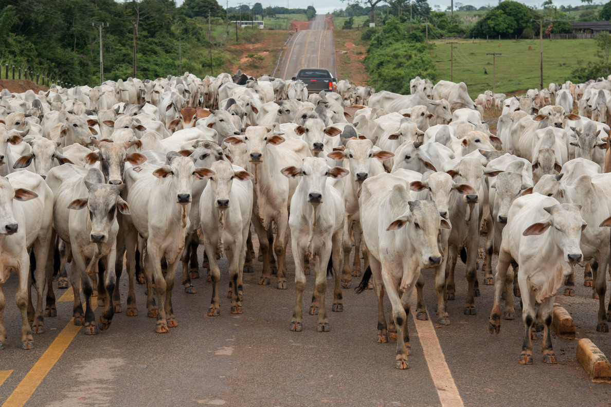 Boiada em estrada em Mato Grosso: Cadeia da carne bovina responde por quase 60% das emissões brasileiras (Foto: Zig Koch / WWF Brasil)