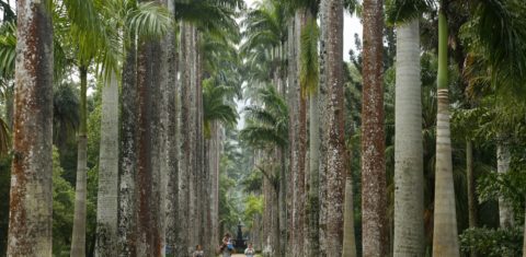 Jardim Botânico, um dos bairros do Rio mais privilegiados pela cobertura vegetal. Foto Yadid Levy/Robert Premium via AFP