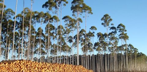 A silvicultura e a pecuária ocupam 48,4% do Pampa ou 50,1 milhares de hectares, superando a área de vegetação nativa, que é de 47,4%. Foto Helton Damin da Silva/Embrapa