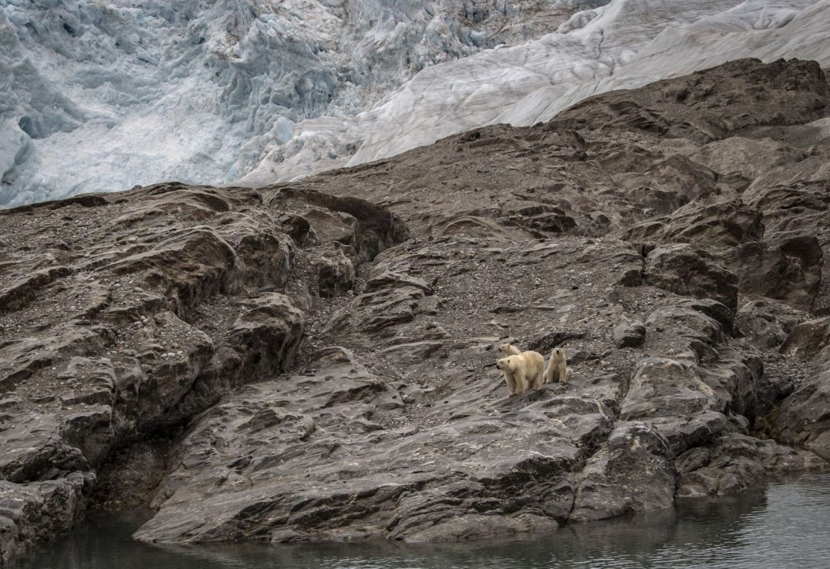 Ursos polares longe da neve em arquipélago ao norte da Noruega: Ártico mais chuvoso e quente afeta população humana, animais e ecossistemas (Foto: Sebnem Coskun / Anadolu Agency / AFP - 26/07/2022)