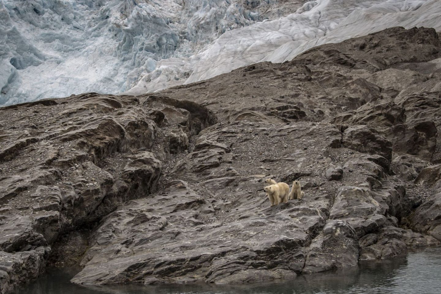 Ursos polares longe da neve em arquipélago ao norte da Noruega: Ártico mais chuvoso e quente afeta população humana, animais e ecossistemas (Foto: Sebnem Coskun / Anadolu Agency / AFP - 26/07/2022)