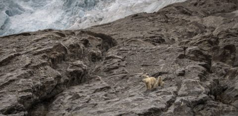 Ursos polares longe da neve em arquipélago ao norte da Noruega: Ártico mais chuvoso e quente afeta população humana, animais e ecossistemas (Foto: Sebnem Coskun / Anadolu Agency / AFP - 26/07/2022)