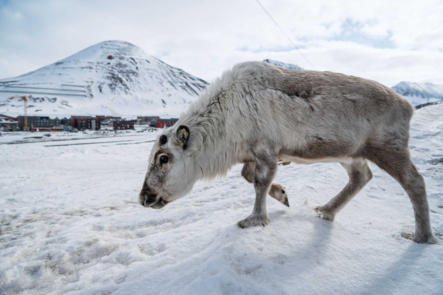 Rena perto da vila de Longyearbyen, na ilha de Spitsbergen, no arquipélago de Svalbard, norte da Noruega: temporada de neve mais curta no Ártico ameaça vida selvagem (Foto: Jonathan Nackstrand / AFP - 06/05/2022)