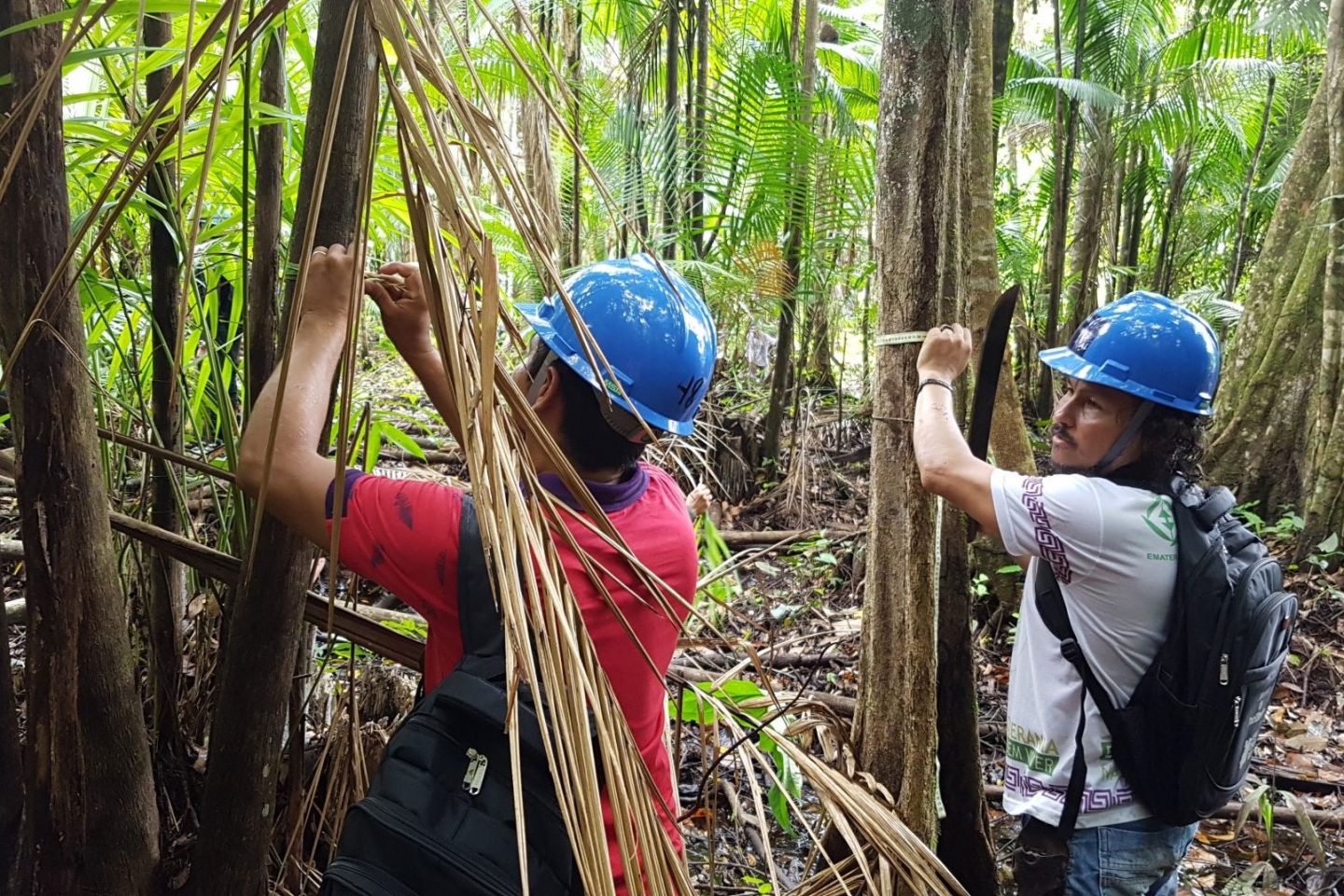 Agricultores no Centro de Referência do Manejo de Mínimo Impacto do Açaí, em Marajó: aprendizado para produção sustentável do fruto (Foto: Embrapa)