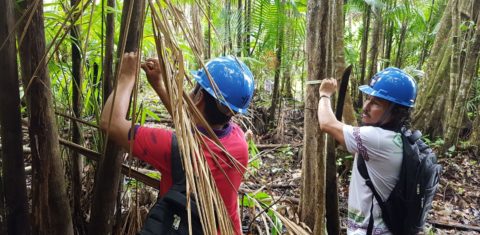 Agricultores no Centro de Referência do Manejo de Mínimo Impacto do Açaí, em Marajó: aprendizado para produção sustentável do fruto (Foto: Embrapa)