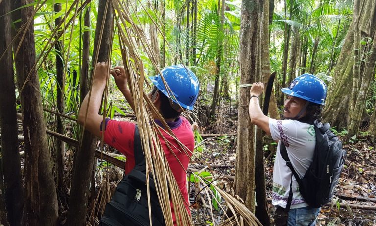 Agricultores no Centro de Referência do Manejo de Mínimo Impacto do Açaí, em Marajó: aprendizado para produção sustentável do fruto (Foto: Embrapa)
