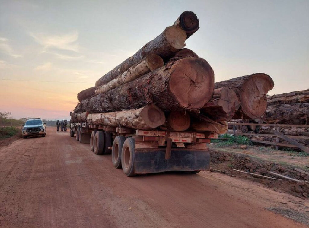 Madeira apreendida na Operação Custódia, do Ibama, proveniente de desmatamento ilegal no Mato Grosso e em Rondônia: órgãos ambientais com déficit de servidores (Foto: Ibama)