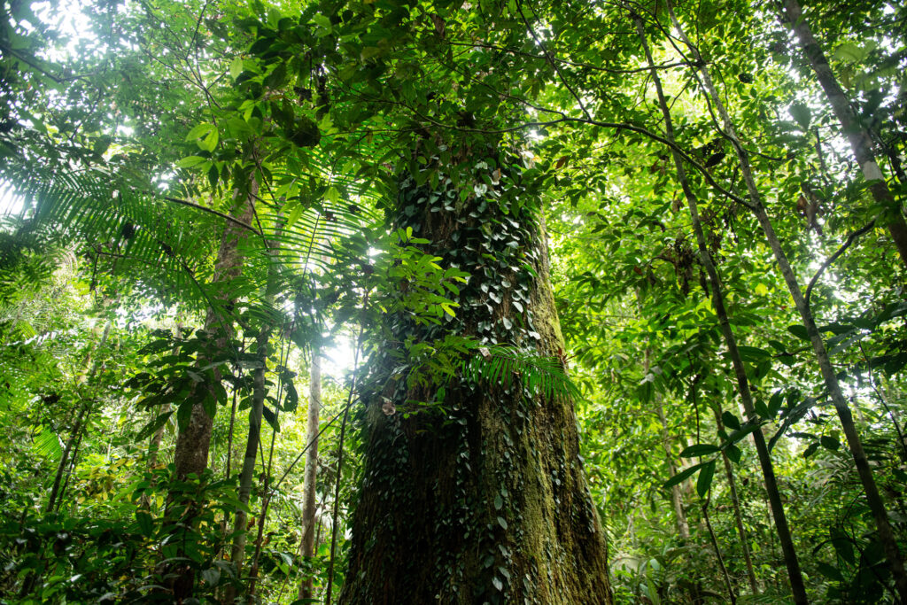 Floresta próxima ao Rio Manicoré, no sul do Amazonas, na Amazônia: comunidades ribeirinhas estão lutando para terem seus direitos territoriais reconhecidos e sua floresta protegida (Foto: Valdemir Cunha/Greenpeace)