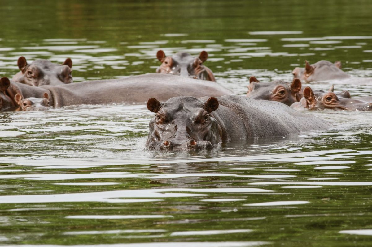 Hipopótamos nadam perto do Rio Magdalena, na Colômbia: descendentes de animais trazidos para o país pelo traficante Pablo Escobar já são mais de 130 e viraram problema ambiental (Foto: Juancho Torres / Anadolu Agency / AFP - 29/03/2022)