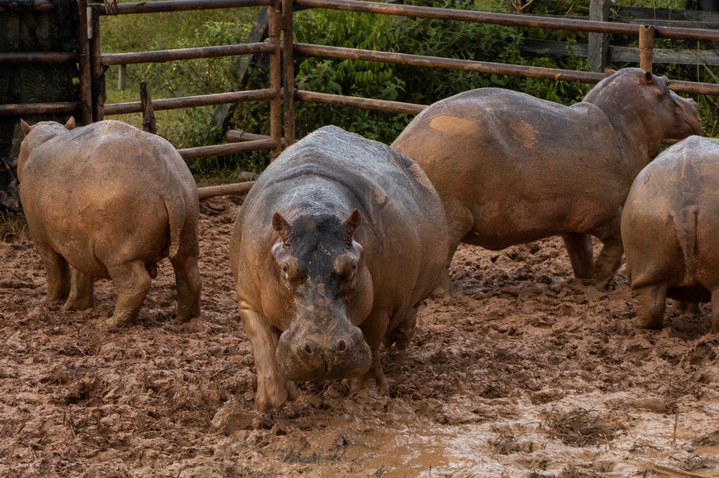 Hipopótamos em um centro de tratamento em Doradal, no Departamento de Antioquia, na Colômbia: controle de fertilidade, realocação ou "eutanásia" (Foto: AFP - 15/10/2021)
