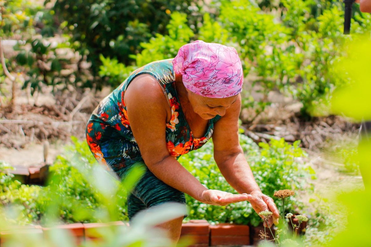 Maria Perpétua Barbosa em sua plantação de umbu: cooperativas geram renda a partir de produtos da Caatinga (Foto: Priscila Souza / Coopersuc)
