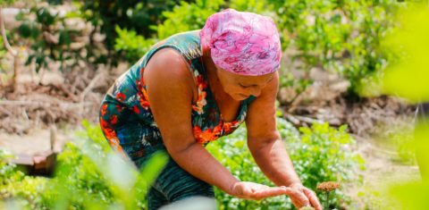 Maria Perpétua Barbosa em sua plantação de umbu: cooperativas geram renda a partir de produtos da Caatinga (Foto: Priscila Souza / Coopersuc)