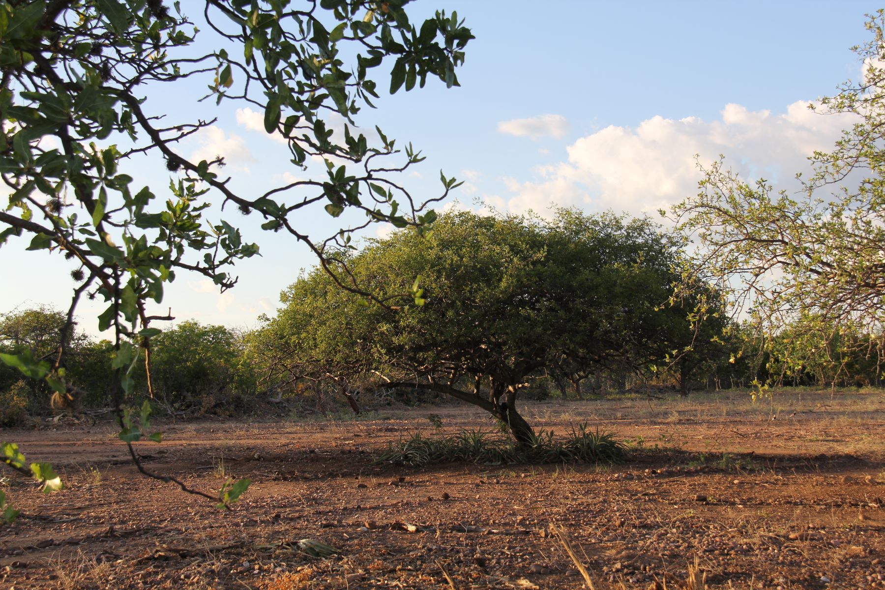 Umbuzeiro, árvores símbolo da Caatinga, é reconhecida pela sua resistência aos grandes períodos de escassez de chuvas: com preservação, fruto serve para gerar renda no semiárido (Foto: Adriano Alves)