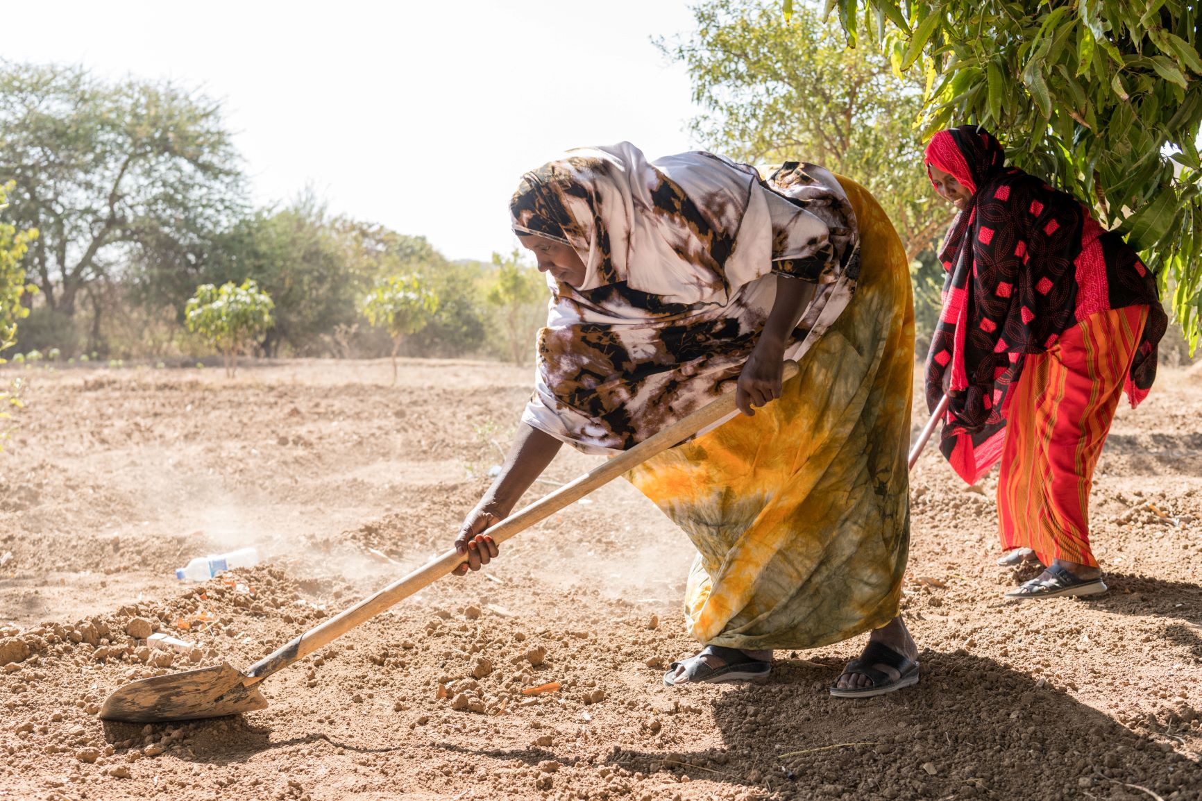Mulheres cultivam frutas na Somailândia apesar da seca: estiagem prolongada e insegurança alimentar desafiam comunidades em região da África Oriental (Foto: Mahelder Haileselassie / ActionAid)