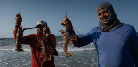 Pescadores com lagostas no litoral do Ceará: escassez cada vez maior e dificuldade na captura ameaçam colapso da pesca (Foto: Christian Braga / Oceana)