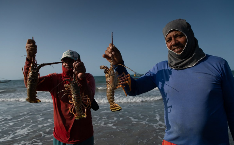 Pescadores com lagostas no litoral do Ceará: escassez cada vez maior e dificuldade na captura ameaçam colapso da pesca (Foto: Christian Braga / Oceana)