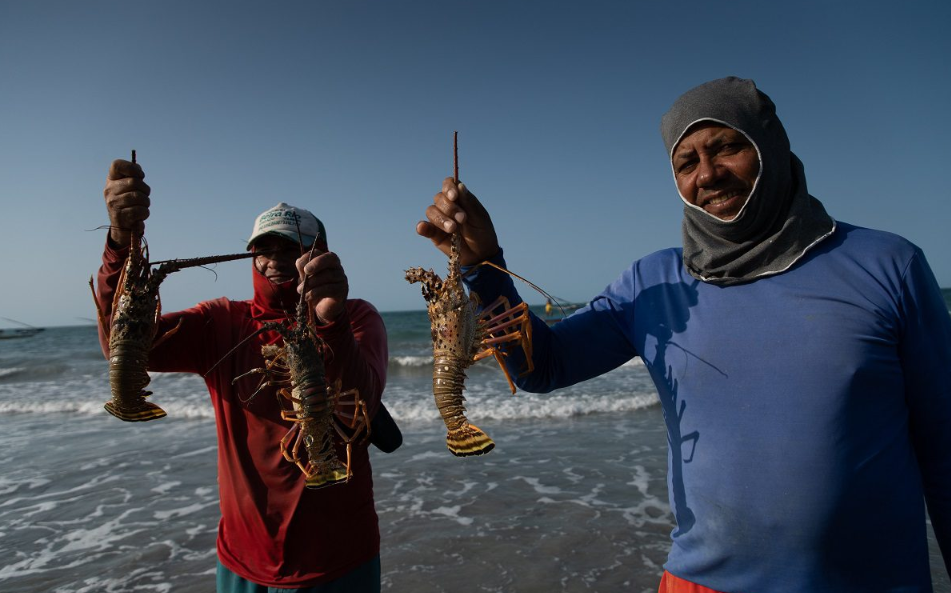 Pescadores com lagostas no litoral do Ceará: escassez cada vez maior e dificuldade na captura ameaçam colapso da pesca (Foto: Christian Braga / Oceana)