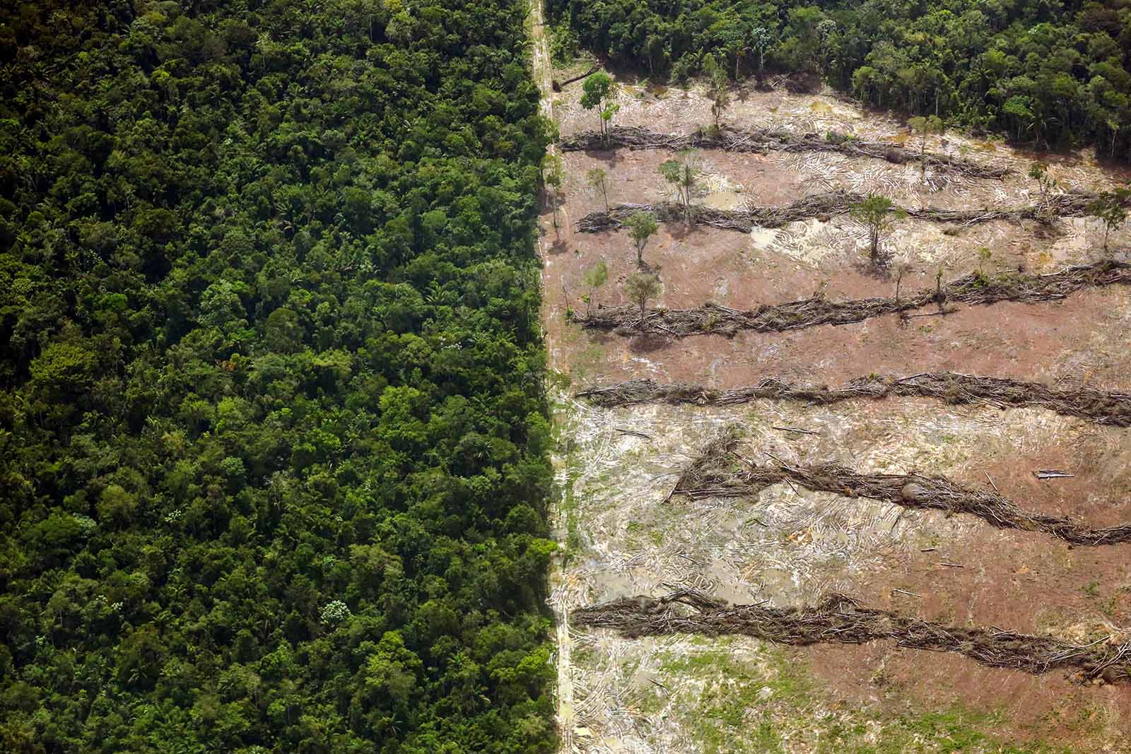 Área desmatada da Floresta Amazônica no Pará: ativistas cobram diálogo com as comunidades tradicionais e os povos originários (Foto: Bruno Cecim / Agência Pará)