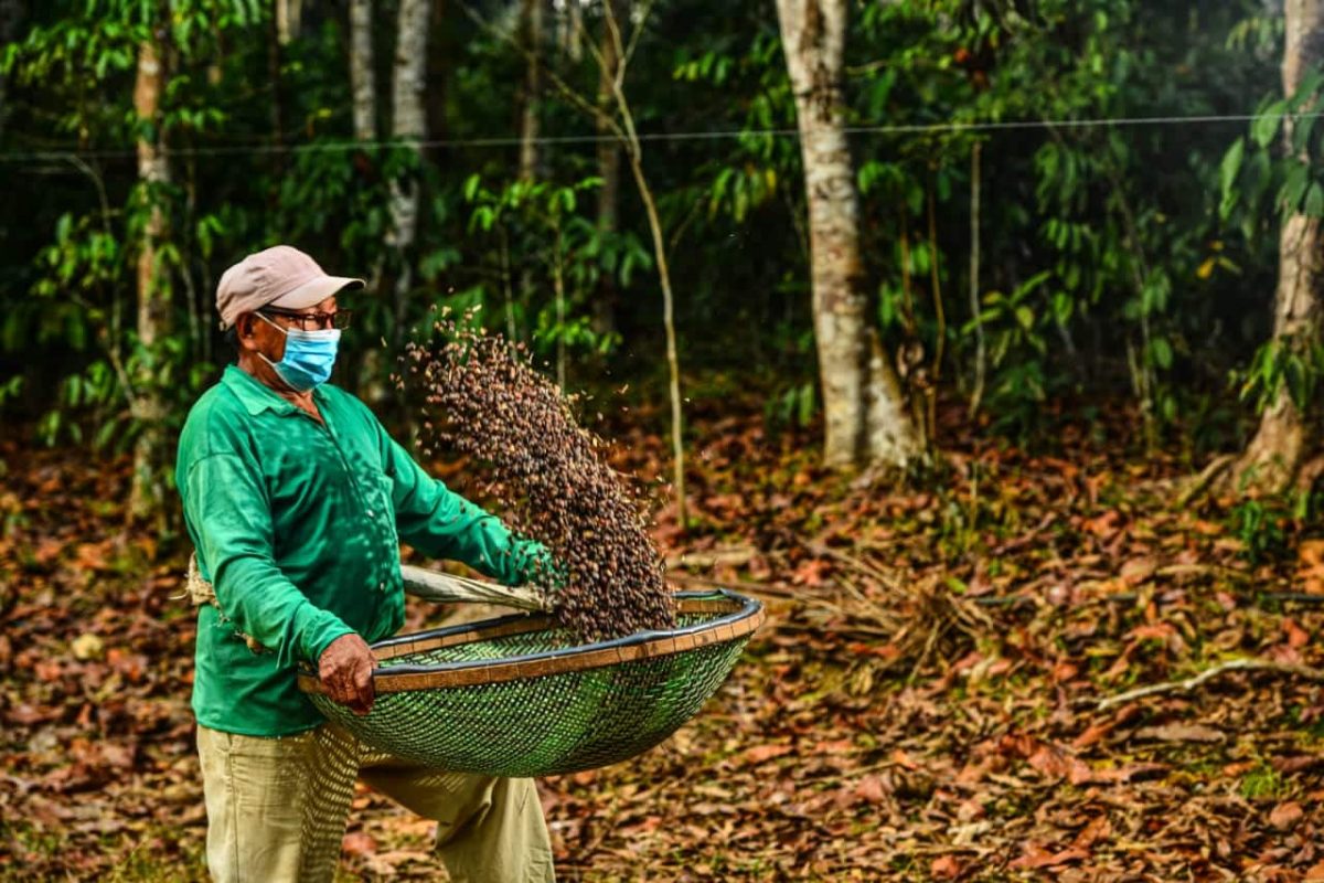 Plantação de café em projeto agroflorestal no Amazonas: geração de riqueza com a floresta em pé para garantir a potência da Amazônia (Foto: Michel Mello / Secom/AM -01/10/2020 )
