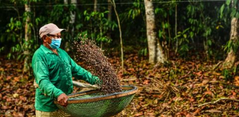 Plantação de café em projeto agroflorestal no Amazonas: geração de riqueza com a floresta em pé para garantir a potência da Amazônia (Foto: Michel Mello / Secom/AM -01/10/2020 )
