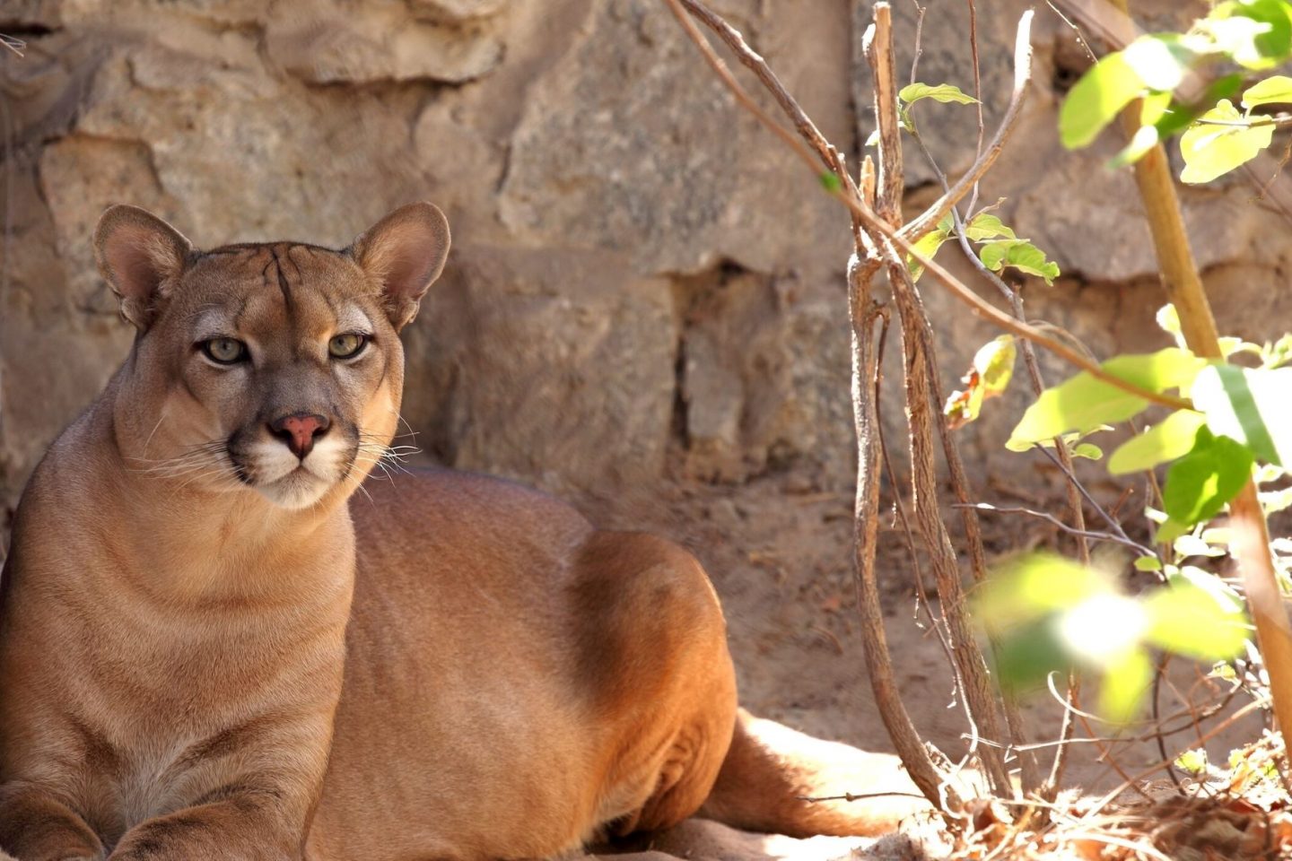 Onça-parda na região do Boqueirão da Onça, no norte da Bahia: complexos de energia eólica ameaçam animais a se deslocarem mais e correrem riscos na busca por comida e água (Foto: Roland Brack / Programa Amigos da Onça / Divulgação)