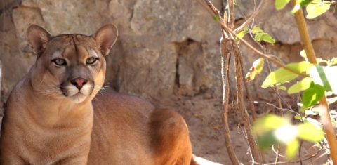 Onça-parda na região do Boqueirão da Onça, no norte da Bahia: complexos de energia eólica ameaçam animais a se deslocarem mais e correrem riscos na busca por comida e água (Foto: Roland Brack / Programa Amigos da Onça / Divulgação)
