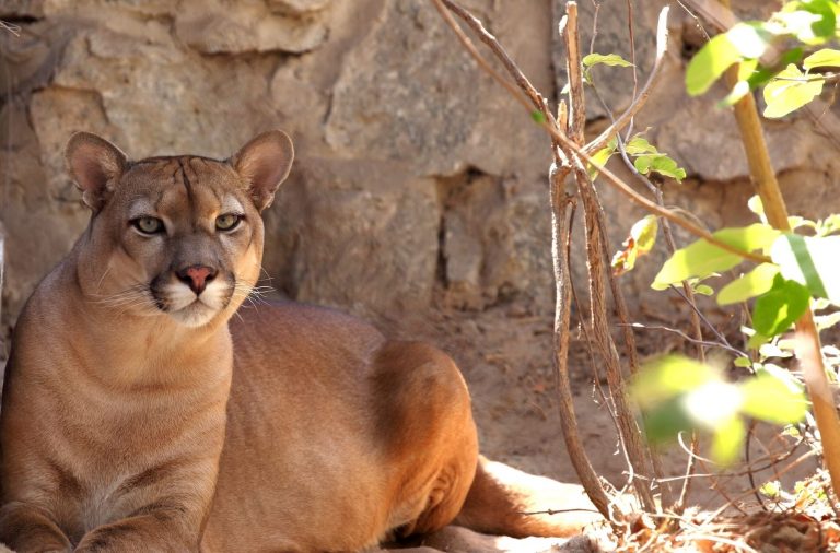 Onça-parda na região do Boqueirão da Onça, no norte da Bahia: complexos de energia eólica ameaçam animais a se deslocarem mais e correrem riscos na busca por comida e água (Foto: Roland Brack / Programa Amigos da Onça / Divulgação)
