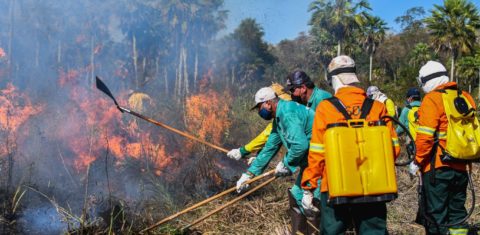Brigadas Pantaneiras no combate ao fogo: iniciativa mobiliza população do bioma para participar de ações de prevenção para evitar que focos de incêndio tomem grandes proporções (Foto: Gustavo Figueroa / SOS Pantanal)