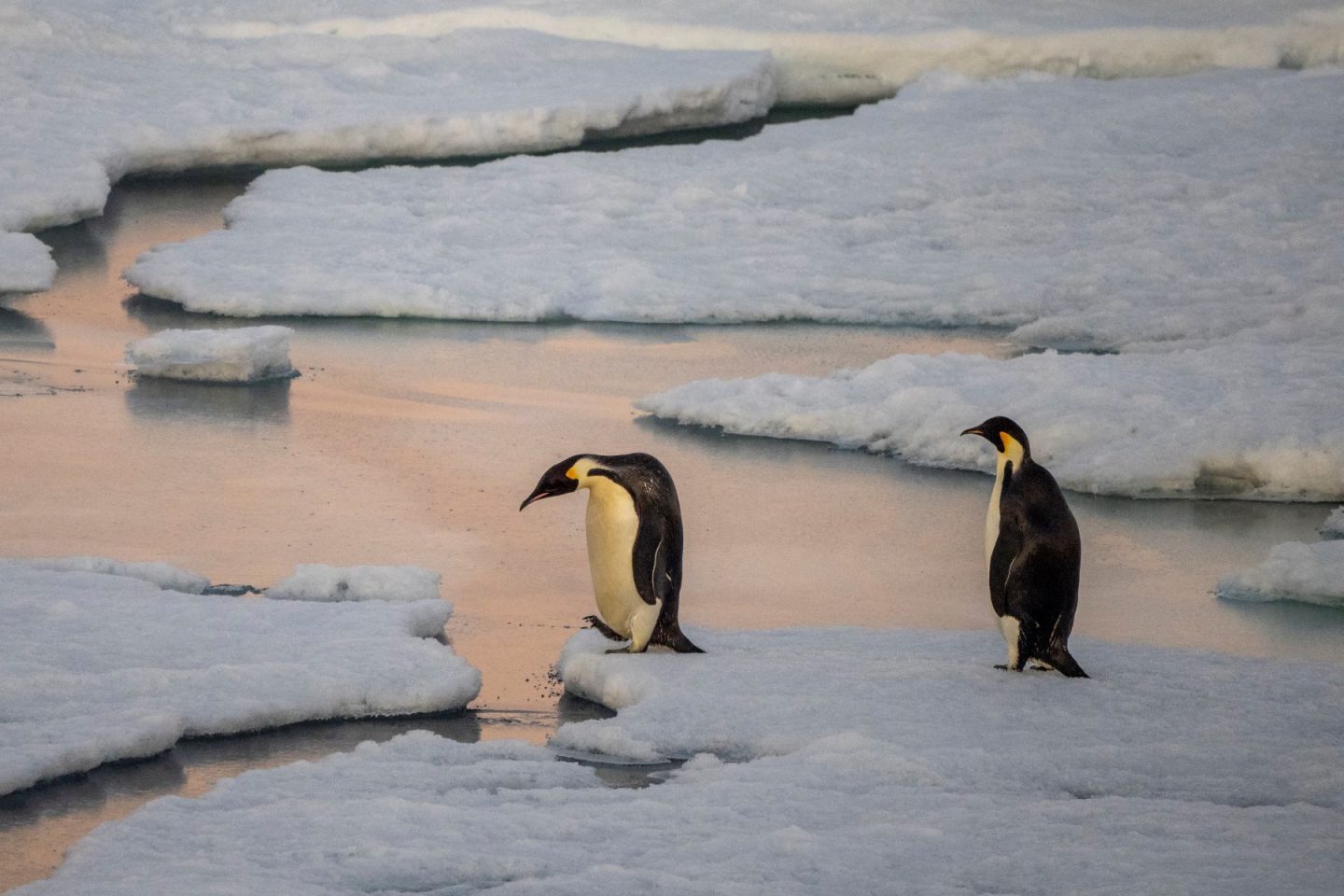 Casal de pinguins imperadores em ilha no Mar de Weddell, nq Antártica: degelo antecipado causaou10 mil mortes de filhotes no fim de 2022 (Foto: Michael Nolan / Robert Harding RF / AFP - 15/11/2021)