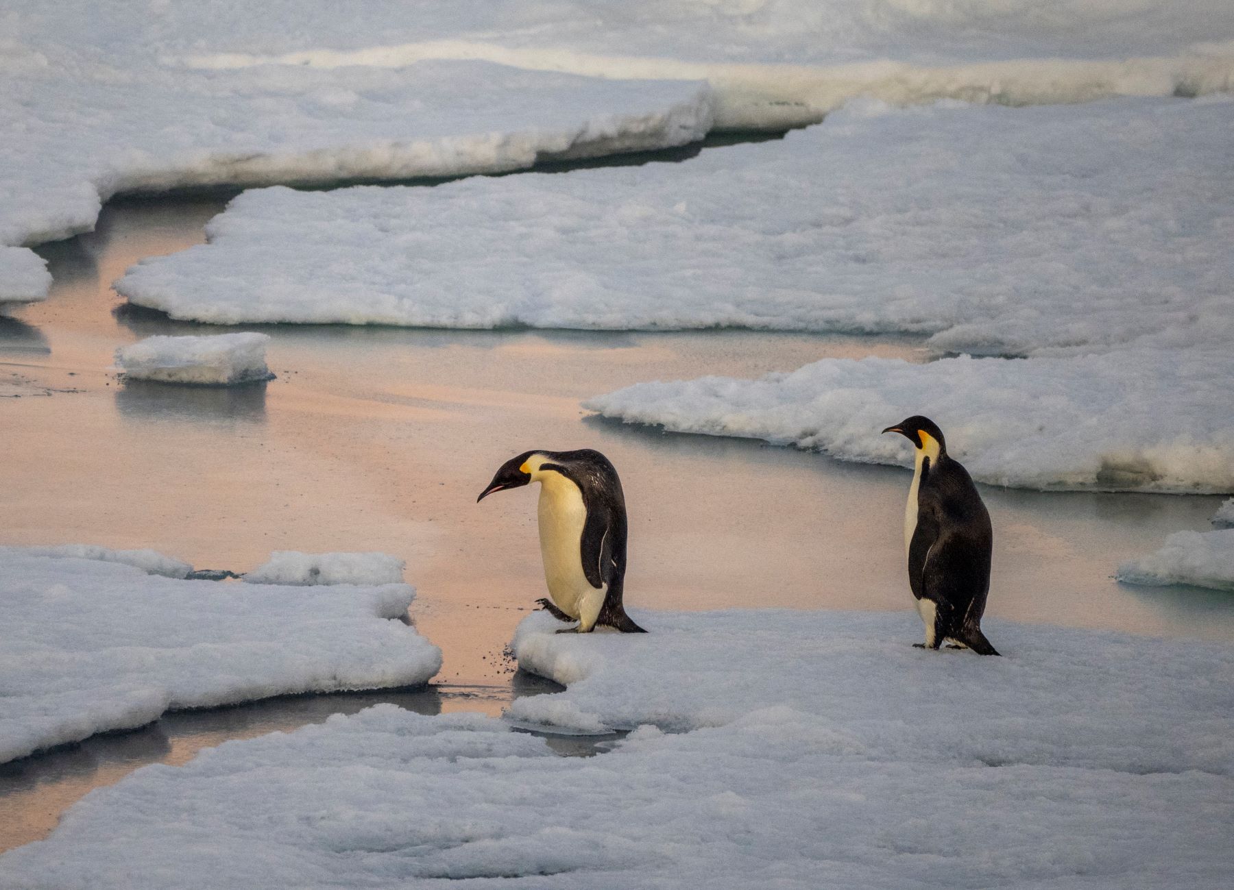Casal de pinguins imperadores em ilha no Mar de Weddell, nq Antártica: degelo antecipado causaou10 mil mortes de filhotes no fim de 2022 (Foto: Michael Nolan / Robert Harding RF / AFP - 15/11/2021)