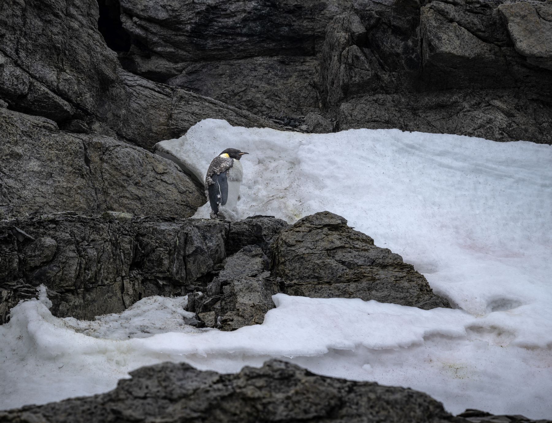 Pinguim imperador na ilha de Horseshoe, na Antártica, com pouco gelo no verão: com aquecimento global, fragmentação do gelo marinho veio mais cedo e filhotes de quatro colônias morreram afogados, congelados ou de fome (Foto: Sebnem Coskun / Anadolu Agency / AFP - 18/02/2023)