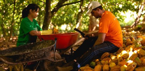 Cultivo de cacau em São Félix do Xingu com técnicas de produção agroecológica: alternativa para desenvolvimento rural sustentável na Amazônia (Foto: Bruno Formiga / Imaflora)