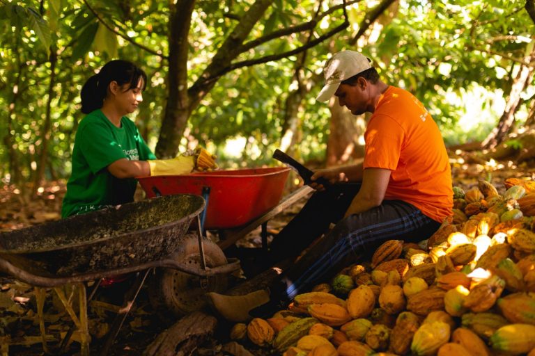 Cultivo de cacau em São Félix do Xingu com técnicas de produção agroecológica: alternativa para desenvolvimento rural sustentável na Amazônia (Foto: Bruno Formiga / Imaflora)